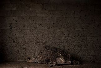 Погибший страус, частный зоопарк под Киевом