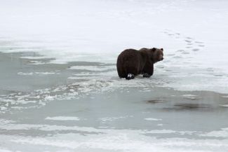 Гризли переходит озеро по льду в Канаде
