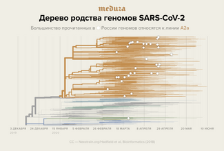 Дерево родства разных вариантов вируса, отмечены те, что были изолированы и прочитаны в России, — подавляющее большинство принадлежит «итальянской» ветви A2a