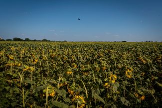 Самодельный украинский дрон над полем подсолнухов в Донецкой области