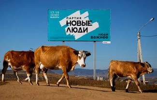 Cows walk past a campaign poster of Noviye Lyudi (New People) political party ahead of the Russian parliamentary and regional election outside Ulan-Ude, Buryatia republic, Russia September 16, 2021. 