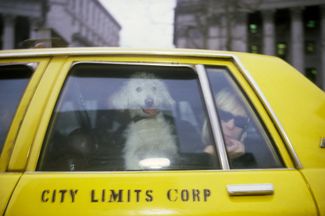 Тери с собакой в такси, Нью-Йорк, 1987 год