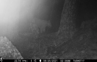 A leopard captured by a camera trap in Georgia’s Tusheti National Park in August 2021