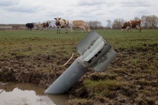 Корова смотрит на ракету, упавшую в поле в украинском селе Лукашовка.