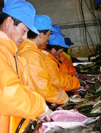 Северокорейцы на рыбоперерабатывающем предприятии «Тунайча» на Сахалине. 26 сентября 2004 года
