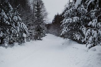 Лесная дорога в деревне Боброво