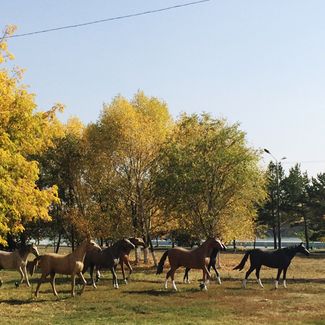 Памятник лошадям в Усть-Каменогорске