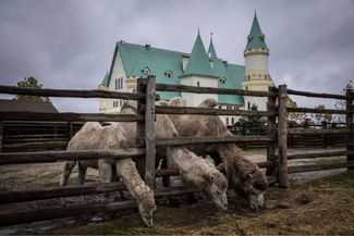 Верблюды (бактрианы) в зоопарке «XII Месяцев» в Демидове Киевской области. Верблюды, несмотря на свою репутацию южных животных, хорошо переносят минусовые температуры