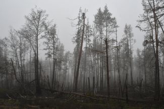 A burned section of the Kreminna forest near Yampil, November 2022. The village was captured by the Russian army in May and liberated by Ukraine in September.