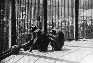 В вольере с шимпанзе. 1950-е годы