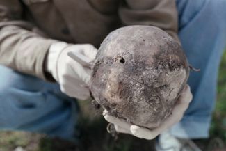 Череп человека, найденный на месте захоронения в урочище Сандармох в Карелии