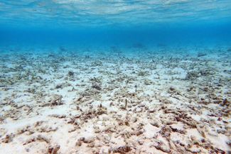Погибшие кораллы у острова Хераа
