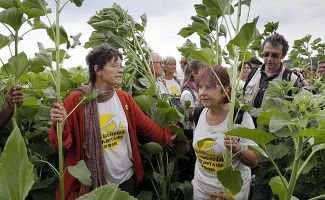 Протест против ГМО на полях подсолнечника у города Фейзен, Франция
