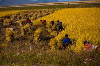 Уборка урожая в окрестностях Вонсана. 8 октября 2011 года. В 1995–1999 годах КНДР пережила голод и экономический кризис. По данным из неофициальных источников, погибли до трех миллионов человек