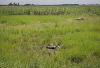 Тело погибшего российского солдата в поле неподалеку от села Сторожевое в Донецкой области. 14 июня 2023 года 
