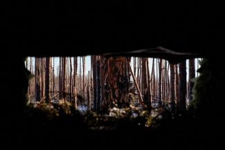 Вид из землянки на лес: видны деревья, пострадавшие от шрапнели и пуль
