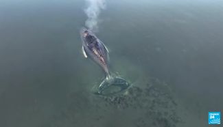 Timmy the whale was stranded on the sandbank in late March 2026