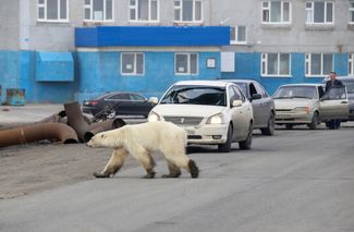 Заблудившийся белый медведь бродит по улицам Норильска. 17 июня 2019 года