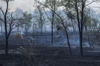 Обломки ракеты в сожженной лесопосадке на окраине Николаева. Август 2022 года