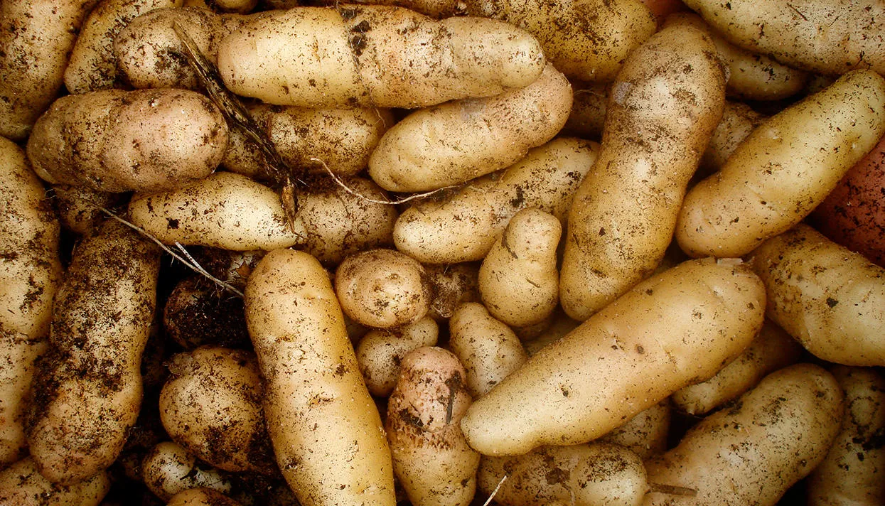 Фото: Christian Guthier / Flickr (CC BY 2.0)