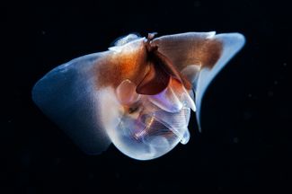 Крылоногий моллюск Морской чертик (Limacina helicina) — крохотный планктонный моллюск, чья ползательная нога превратилась в крылья для плавания. В холодных морях эти существа являются пищей для огромного числа морских обитателей и важнейшим компонентом экосистемы Арктики. Север Тихого океана.