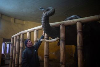 Zookeeper Kirilo Trantin calms an elephant at the Kyiv Zoo