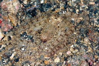Осьминог исчезает в морском песке в Индонезии
