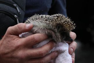 A hedgehog saved by the State Emergency Service of Ukraine. Kherson. June 8, 2023.