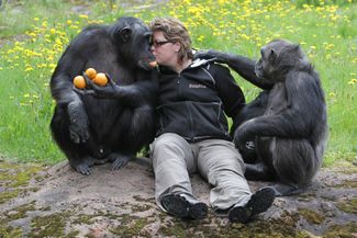 Бывшая смотрительница парка Инг-Мари Перссон была одной из немногих, кто мог безопасно взаимодействовать со взрослыми шимпанзе. На снимке она с самцом Сантино (слева).