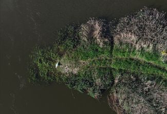 An aerial view of a swan on the bank of the Oder River near the village of Górzyca. May 2023.