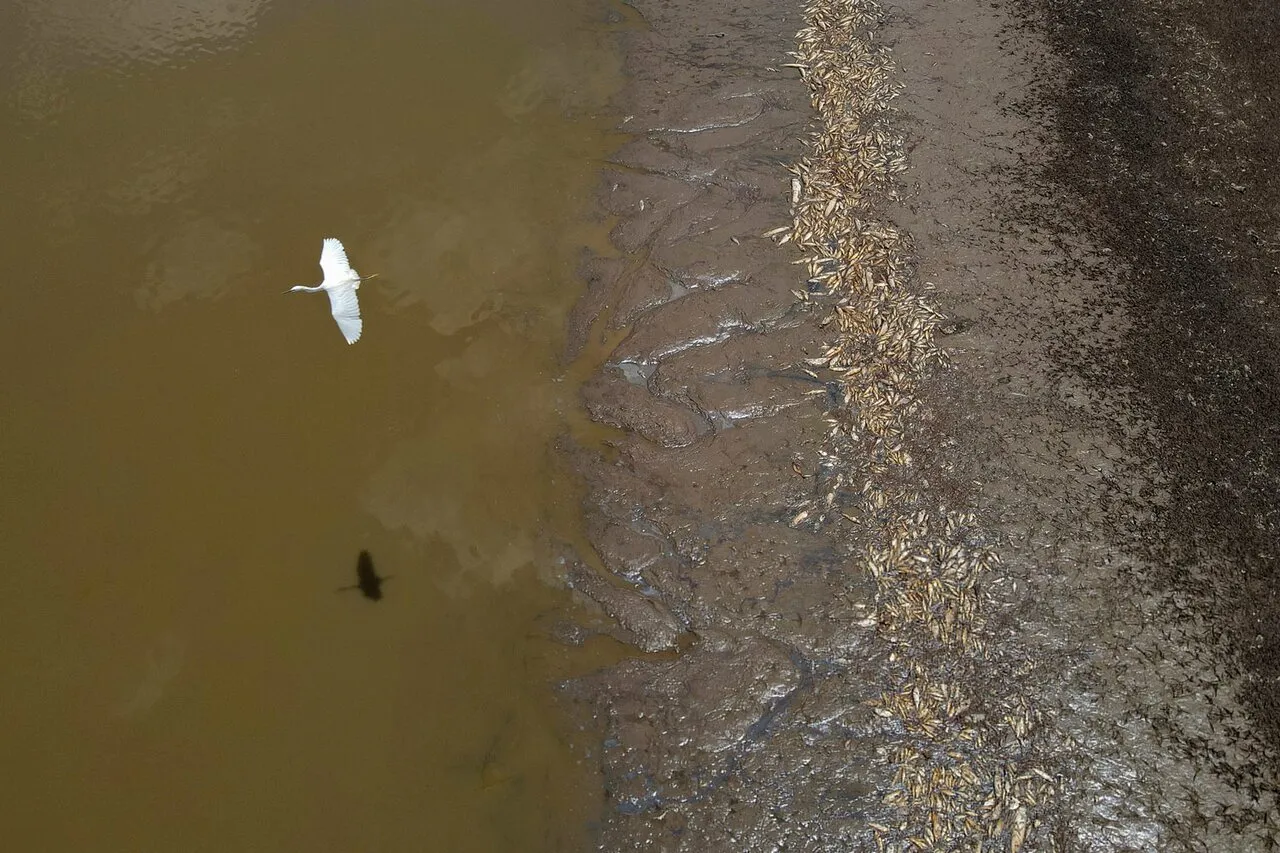 Из-за рекордной жары и засухи в Амазонке гибнет рыба и дельфины. Люди,  живущие на берегах реки, вынуждены покидать свои дома — Meduza
