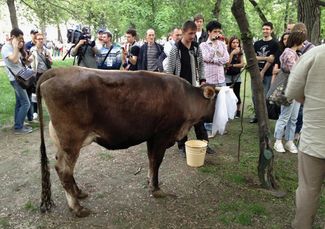 Корова Олега Сироты на акции «Оккупайабай». Москва, Чистые пруды, 12 мая 2012 года
