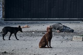 Бездомные собаки рядом с телом жителя Херсона, который погиб в ходе бомбардировки города ВС РФ 3 февраля 2023 года