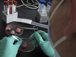Ученые работают со свиным мясом в секции клонирования и генной инженерии Пекинского института геномики. Шэньчжэнь, 3 марта 2010 года