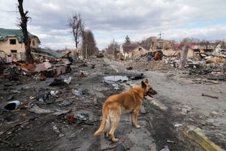 Собака бродит по разрушенным улицам Бучи. 4 апреля 2022 года
