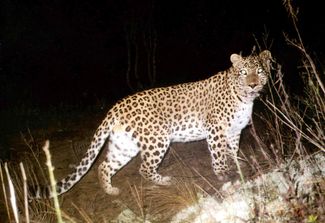 The leopard named Noe photographed by a camera trap in Georgia’s Vashlovani National Park in 2004