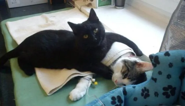 Фото: KimfromNorway / Imgur