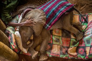 Категория «Природа», первое место в категории «Фотоистория». Спасенный слоненок в слоновьем приюте на севере Кении, 29 сентября 2016 года