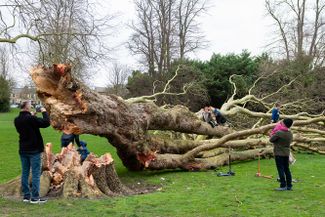 Упавшее 106-летнее дерево в Кембридже