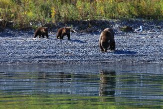 A mother bear with her cubs on Kurile Lake, autumn 2020