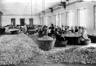 Мастерская, где сортируют розы для изготовления духов. Окрестности Граса, около 1895 года