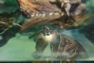 Красноухая черепаха в аквариуме