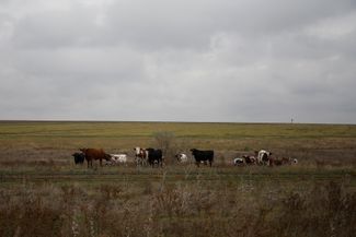 Сбежавшие с ферм коровы недалеко от линии фронта в Николаевской области