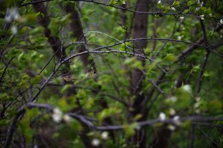 Fiber-optic cable on trees in Druzhkivka, in the Donetsk region, April 2026