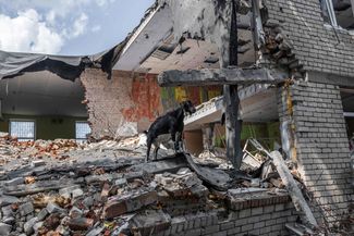 Коза на развалинах дома в Николаевской области