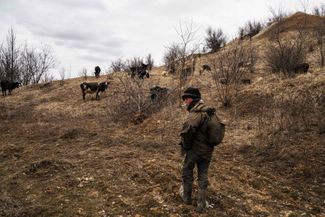 Пастух с коровами возле линии фронта