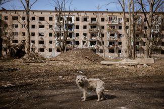 Собака на фоне разрушенного многоквартирного дома