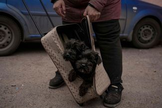 Беженка из Ирпеня со своими щенками в чемодане.<br>