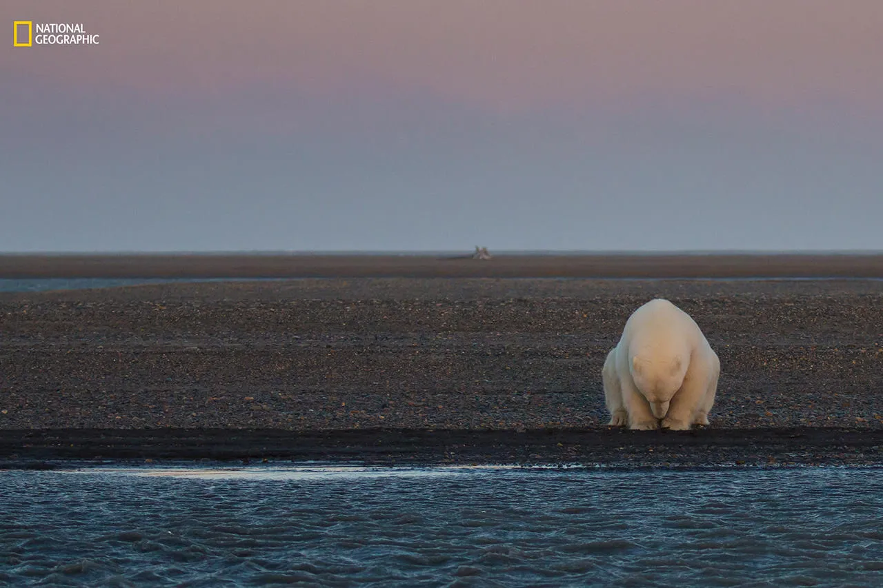 Дикая природа-2016 National Geographic выбрал лучшие фотографии года —  Meduza