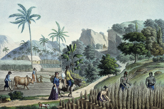 Ферма на острове Гуам, гравюра 1818 года. Из материалов кругосветного путешествия Луи де Фрейсине, французского мореплавателя и картографа